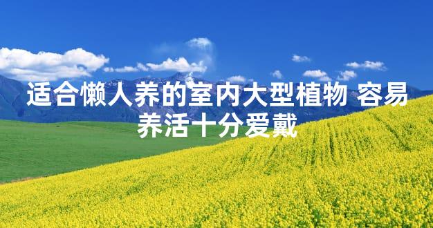 适合懒人养的室内大型植物 容易养活十分爱戴